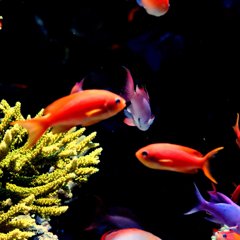 Reef In Motion - Photography - Artezaar.com Online Art Gallery