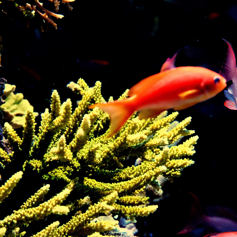 Reef In Motion - Photography - Artezaar.com Online Art Gallery