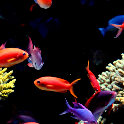 Reef In Motion - Photography - Artezaar.com Online Art Gallery