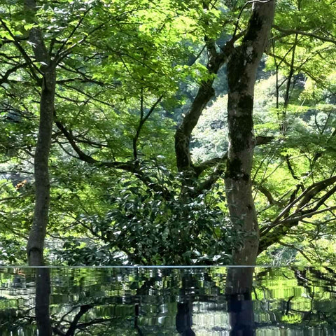 Reflections of a Quiet Forest Photography Print Buy Now on Artezaar.com Online Art Gallery Dubai UAE