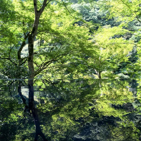 Reflections of a Quiet Forest Photography Print Buy Now on Artezaar.com Online Art Gallery Dubai UAE