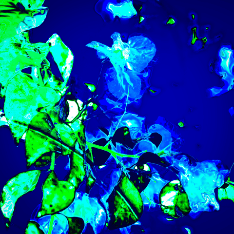 Retro Flowers Blue - Photography - Artezaar.com Online Art Gallery