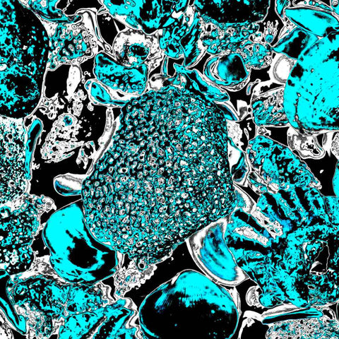 Shells (Blue)  - Photography - Artezaar.com Online Art Gallery