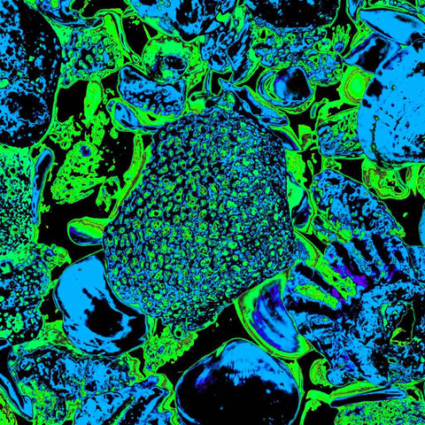 Shells (Green) - Photography - Artezaar.com Online Art Gallery