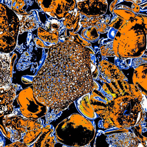 Shells (Orange) - Photography - Artezaar.com Online Art Gallery