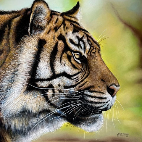 Silent Focus  - Sketches & Drawings - Artezaar.com Online Art Gallery