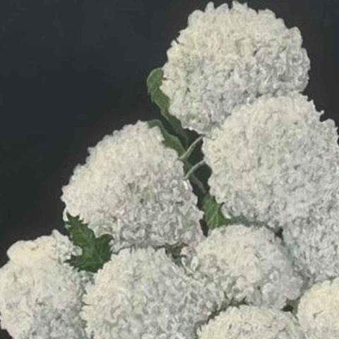 Snow Flowers Oil Painting Buy Now on Artezaar.com Online Art Gallery Dubai UAE