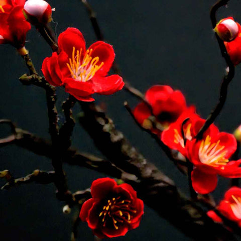 Stillness, Bloomed Photography Print Buy Now on Artezaar.com Online Art Gallery Dubai UAE