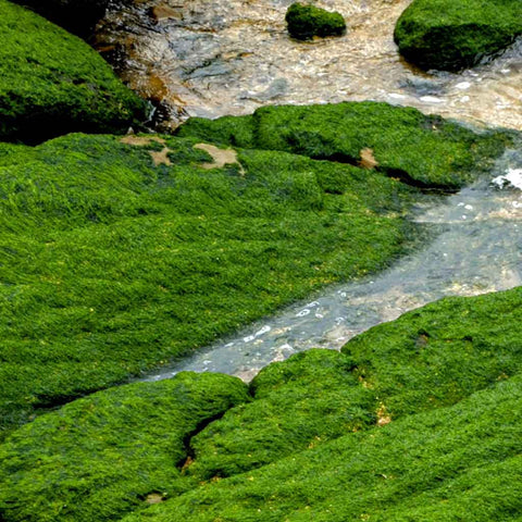 Tidal Weave at Yehliu Photography Print Buy Now on Artezaar.com Online Art Gallery Dubai UAE