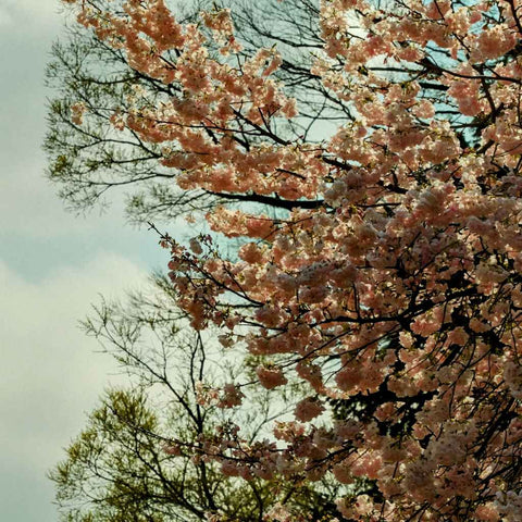 Transient Bloom - Photography - Artezaar.com Online Art Gallery