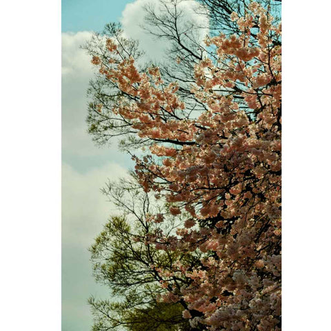 Transient Bloom - Photography - Artezaar.com Online Art Gallery