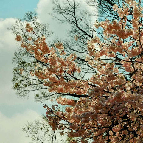 Transient Bloom - Photography - Artezaar.com Online Art Gallery