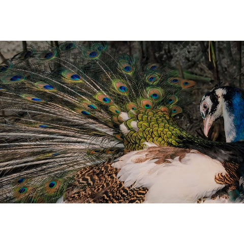Veil Of Iridescence - Photography - Artezaar.com Online Art Gallery