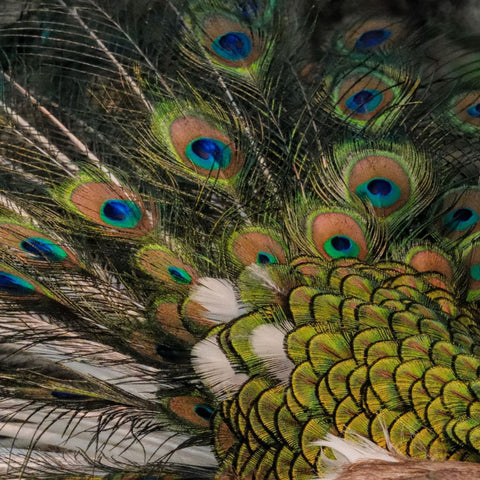 Veil Of Iridescence - Photography - Artezaar.com Online Art Gallery