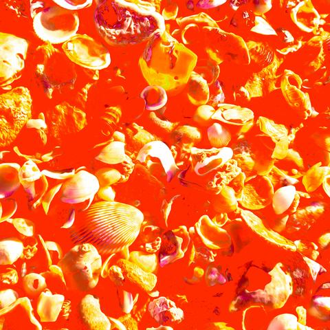 Vibrant Seashells Orange - Photography - Artezaar.com Online Art Gallery