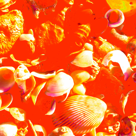 Vibrant Seashells Orange - Photography - Artezaar.com Online Art Gallery