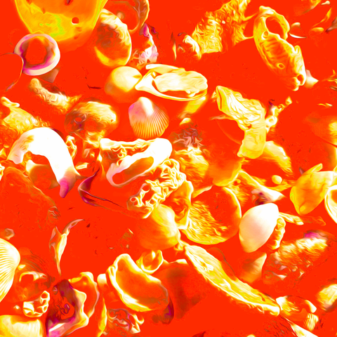 Vibrant Seashells Orange - Photography - Artezaar.com Online Art Gallery