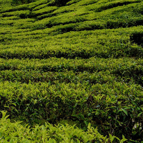 Waves of Green Photography Prints Buy Now on Artezaar.com Online Art Gallery Dubai UAE