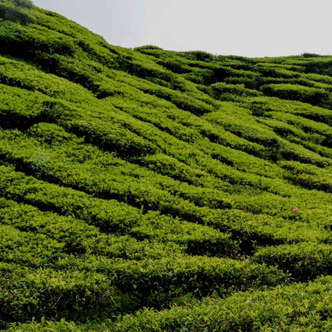 Waves of Green Photography Prints Buy Now on Artezaar.com Online Art Gallery Dubai UAE