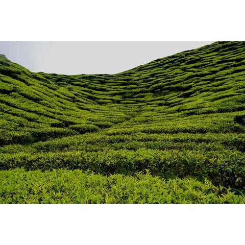 Waves of Green Photography Prints Buy Now on Artezaar.com Online Art Gallery Dubai UAE