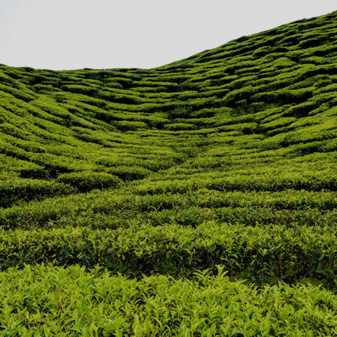 Waves of Green Photography Prints Buy Now on Artezaar.com Online Art Gallery Dubai UAE