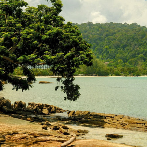 Where The Rainforest Meets The Sea - Photography - Artezaar.com Online Art Gallery