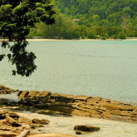Where The Rainforest Meets The Sea - Photography - Artezaar.com Online Art Gallery