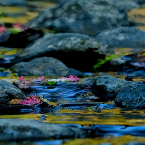 Whisper of Spring Photography Print Buy Now on Artezaar.com Online Art Gallery Dubai UAE