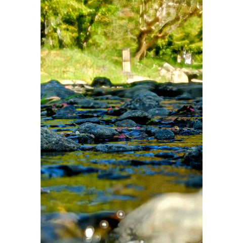 Whisper of Spring Photography Print Buy Now on Artezaar.com Online Art Gallery Dubai UAE