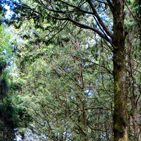 Whispers Along The Alishan Track Photography Print Buy Now on Artezaar.com Online Art Gallery Dubai UAE