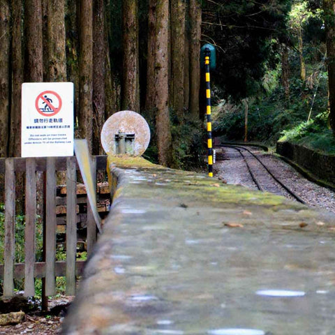 Whispers Along The Alishan Track Photography Print Buy Now on Artezaar.com Online Art Gallery Dubai UAE
