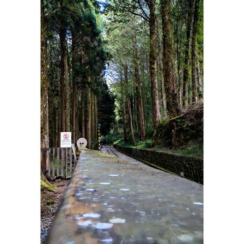 Whispers Along The Alishan Track Photography Print Buy Now on Artezaar.com Online Art Gallery Dubai UAE