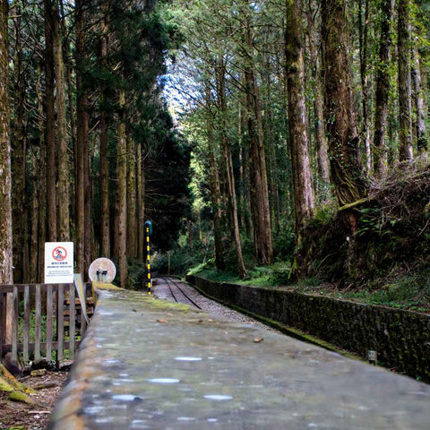 Whispers Along The Alishan Track Photography Print Buy Now on Artezaar.com Online Art Gallery Dubai UAE