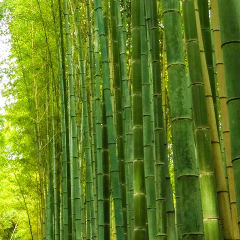 Whispers of Bamboo Photography PrintBuy Now on Artezaar.com Online Art Gallery Dubai UAE