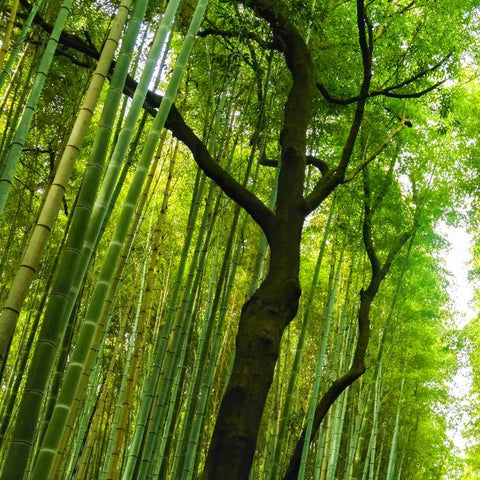 Whispers of Bamboo Photography PrintBuy Now on Artezaar.com Online Art Gallery Dubai UAE