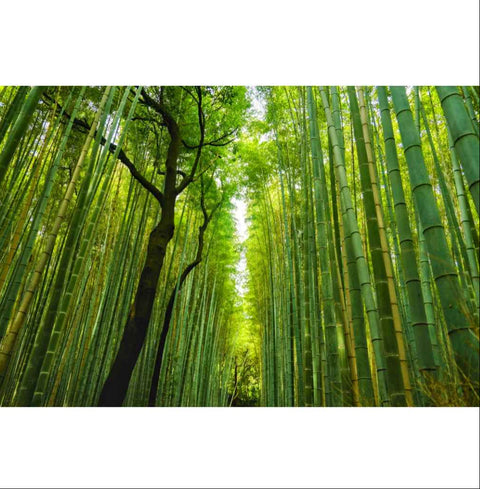 Whispers of Bamboo Photography PrintBuy Now on Artezaar.com Online Art Gallery Dubai UAE