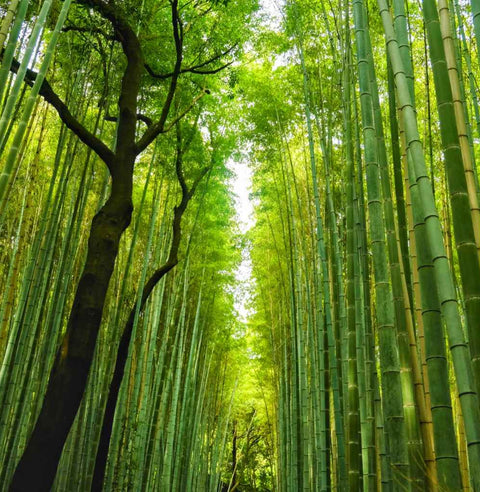 Whispers of Bamboo Photography PrintBuy Now on Artezaar.com Online Art Gallery Dubai UAE