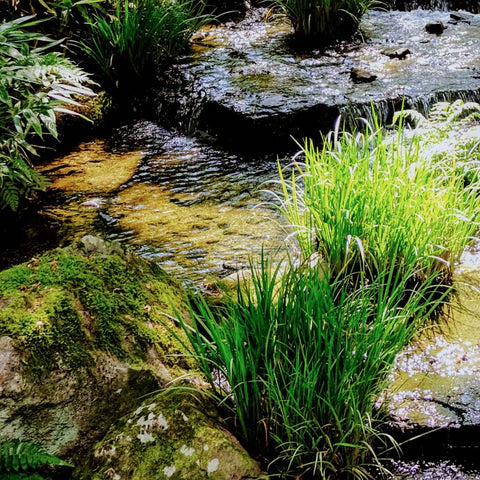 Whispers of Kyoto Photography Print Buy Now on Artezaar.com Online Art Gallery Dubai UAE