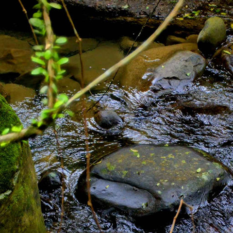 Whispers of the Forest Stream Photography Print Buy Now on Artezaar.com Online Art Gallery Dubai UAE