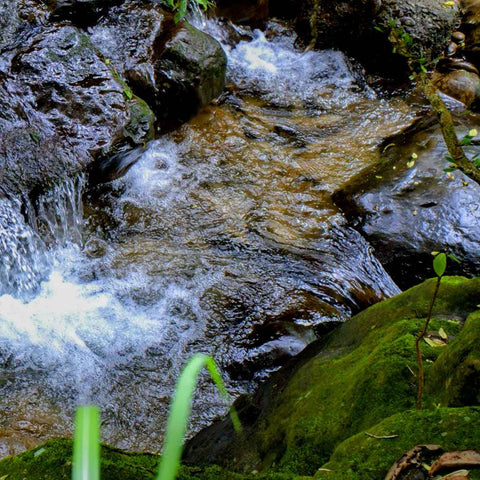 Whispers of the Forest Stream Photography Print Buy Now on Artezaar.com Online Art Gallery Dubai UAE