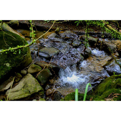 Whispers of the Forest Stream Photography Print Buy Now on Artezaar.com Online Art Gallery Dubai UAE