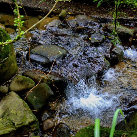 Whispers of the Forest Stream Photography Print Buy Now on Artezaar.com Online Art Gallery Dubai UAE