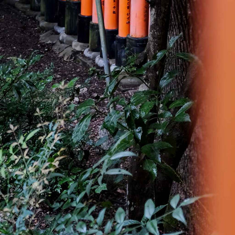 Whispers Through Vermilion Paths Photography Print Buy Now on Artezaar.com Online Art Gallery Dubai UAE