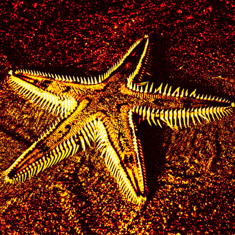 Yellow Starfish 10 - Photography - Artezaar.com Online Art Gallery