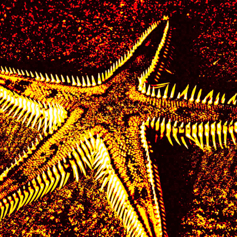 Yellow Starfish 10 - Photography - Artezaar.com Online Art Gallery