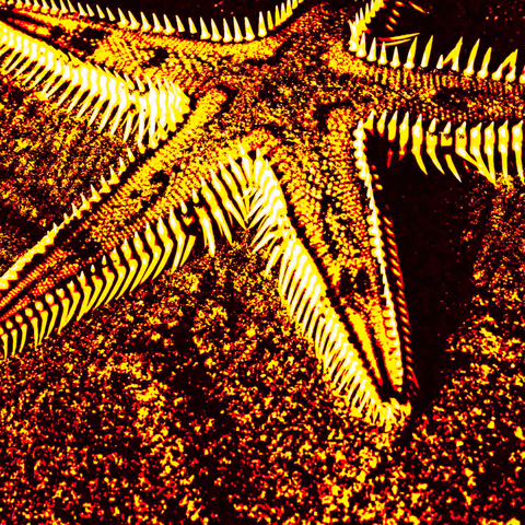 Yellow Starfish 10 - Photography - Artezaar.com Online Art Gallery