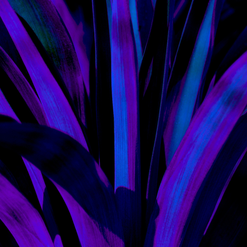 Yucca Blue - Photography - Artezaar.com Online Art Gallery