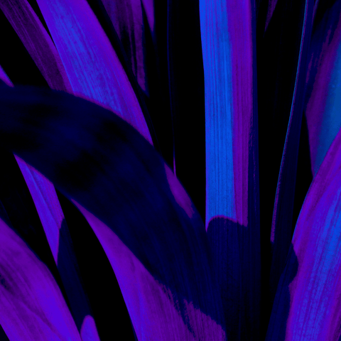 Yucca Blue - Photography - Artezaar.com Online Art Gallery