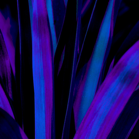 Yucca Blue - Photography - Artezaar.com Online Art Gallery