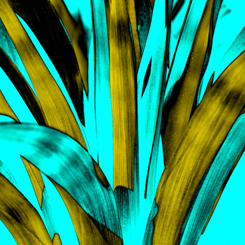 Yucca Teal - Photography - Artezaar.com Online Art Gallery